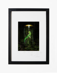 IN THE FOREST, POCKET EDITION, SIGNED & FRAMED,  BEHIND GLAS