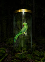 Load image into Gallery viewer, IN THE FOREST, POCKET EDITION, SIGNED &amp; FRAMED,  BEHIND GLAS
