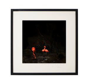 POCKET EDITION, SIGNED & FRAMED,  BEHIND ACRYLGLASS