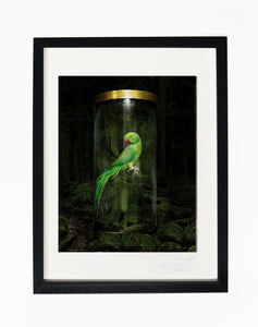 IN THE FOREST, POCKET EDITION, SIGNED & FRAMED,  BEHIND GLAS