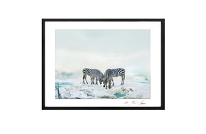 ZEBRAS, POCKET EDITION, SIGNED & FRAMED,  BEHIND ACRYLGLAS