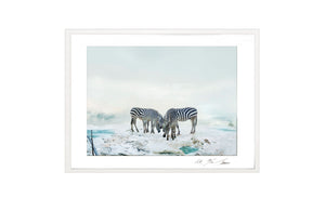 ZEBRAS, POCKET EDITION, SIGNED & FRAMED,  BEHIND ACRYLGLAS