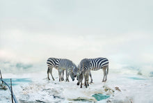 Load image into Gallery viewer, ZEBRAS, POCKET EDITION, SIGNED &amp; FRAMED,  BEHIND ACRYLGLAS
