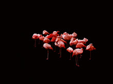 Load image into Gallery viewer, HEAVENLY PEACE, POCKET EDITION, SIGNED &amp; FRAMED,  BEHIND ACRYLGLASS
