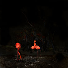 Load image into Gallery viewer, POCKET EDITION, SIGNED &amp; FRAMED,  BEHIND ACRYLGLASS
