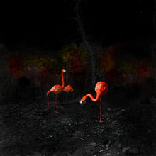 Load image into Gallery viewer, POCKET EDITION, SIGNED &amp; FRAMED,  BEHIND ACRYLGLASS
