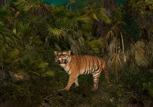 Load image into Gallery viewer, TIGER, POCKET EDITION, SIGNED &amp; FRAMED,  BEHIND ACRYLGLAS
