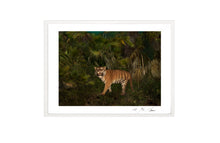 Load image into Gallery viewer, TIGER, POCKET EDITION, SIGNED &amp; FRAMED,  BEHIND ACRYLGLAS
